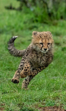 cheetah in the grass running photography 