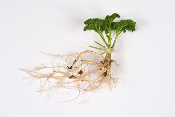 Fototapeta premium A top view of a fresh curly parsley plant showing its green leaves and a long branched white root system isolated on a plain white background