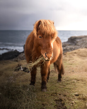 View of a brown pony eating hay on a grassy coastal cliff with the ocean and cloudy sky in the background Faroe Islands.
