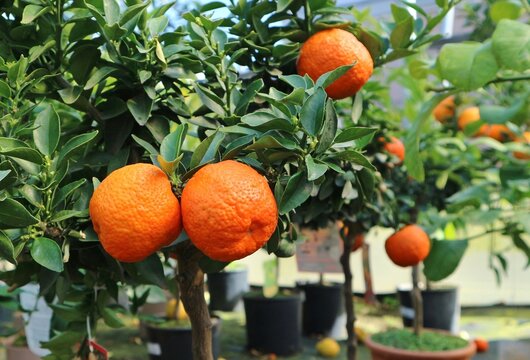 Chinotto , or Citrus myrtifolia (chinotto) the myrtle-leaved orange tree,  hanging on branch in a greenhouse. It is used as essential flavoring agent of some Italian spirits and carbonated soft drinks