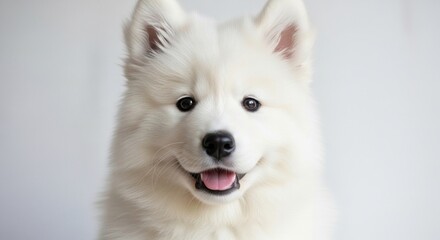 Fototapeta premium A white Samoyed dog with fluffy fur, standing against a plain white background, looking directly at the camera with a happy expression.