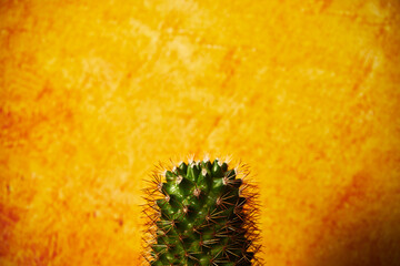 kaktus  © Marcin Łazarczyk