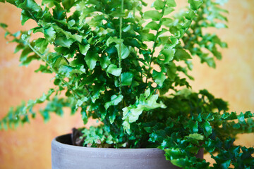 paprotka  © Marcin Łazarczyk