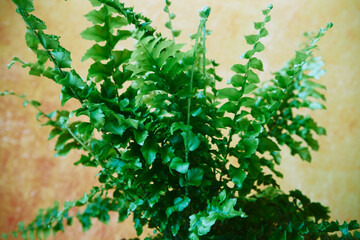 paprotka  © Marcin Łazarczyk