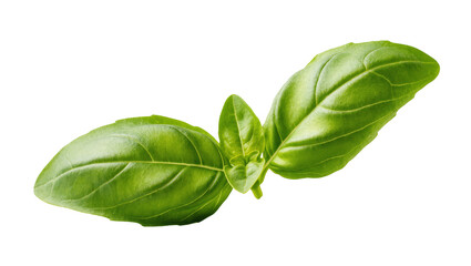 Fototapeta premium Fresh organic basil leaves with a young sprout, essential culinary herb for cooking and flavor