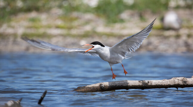 Common tern (Sterna hirundo) at Marker Wadden (the Netherlands)