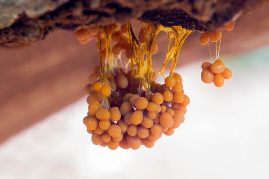 Badhamia utricularis slime mold (the Netherlands)