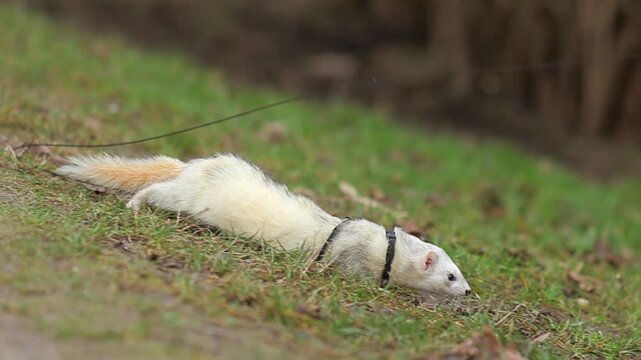Curious Male Ferret on a Leash Exploring a Green City Park
