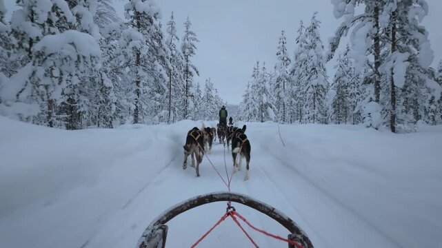 Glide through the enchanting winter wonderland of Akaslompolo in Lapland, Finland, as a team of energetic huskies pulls a sled along snow-covered trails.