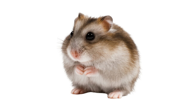 Cute little fluffy dwarf hamster standing upright with tiny paws together, looking at viewer