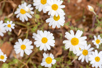 Obraz premium spring has arrived and daises start growing,close up photo,natural concept