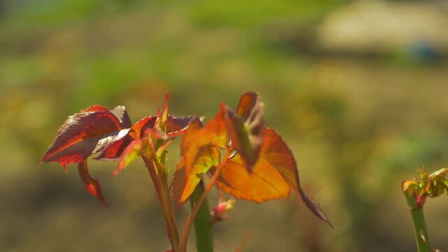 Red and orange rose leaves contrast sharply with green stems, showing the ongoing transition between seasons. Each phase of the roses growth cycle brings unique elements of renewal and change