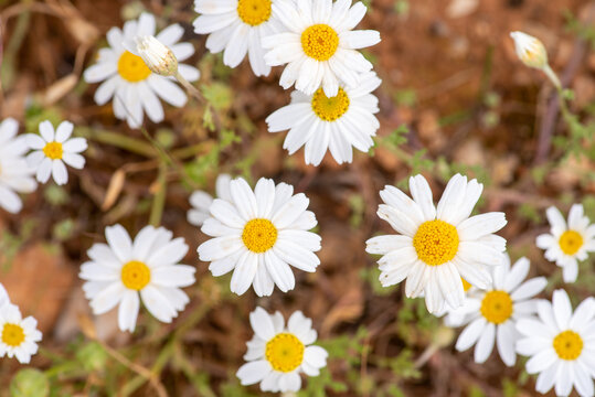 spring has arrived and daises start growing,close up photo,natural concept