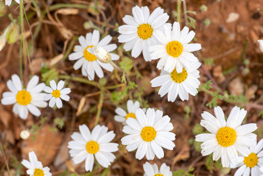 spring has arrived and daises start growing,close up photo,natural concept