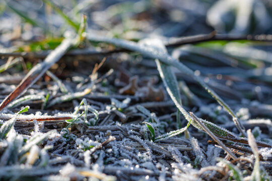 Frost on the grass in the early morning. Close-up.