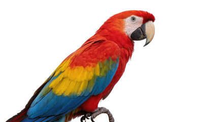 Fototapeta premium Stunning scarlet macaw parrot showing off its brilliant red, yellow, and blue plumage