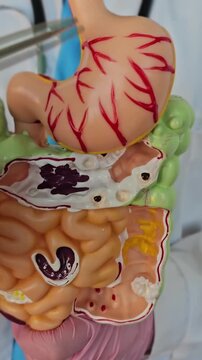 Medical student shows detailed model of human digestive system for educational purposes during class on anatomy