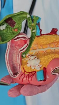 Model of the human digestive system held by a hand in a medical setting in a clinical environment