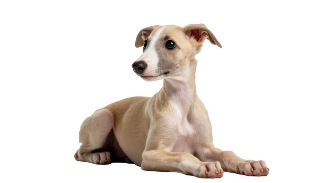 Adorable purebred Whippet puppy resting, looking left, elegant and gentle pet dog companion