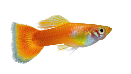 Beautiful bright orange guppy fish with iridescent scales, a vivid tropical aquarium pet © Trym