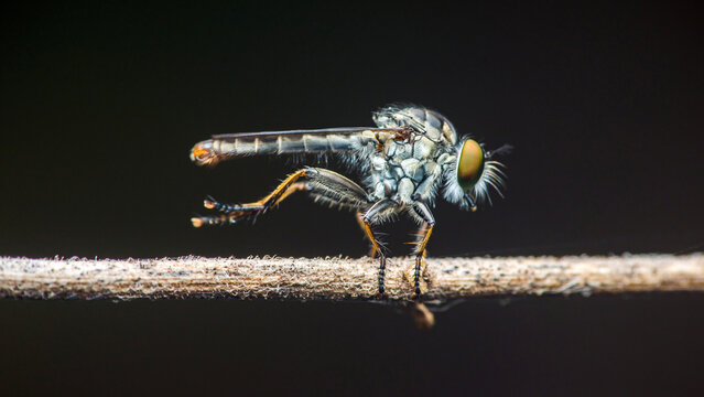 Robber fly perched on a dry branch