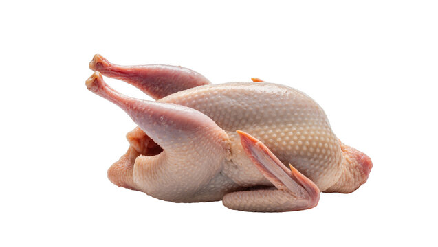 Fresh raw whole quail bird, ready for cooking, gourmet meat for restaurant cuisine