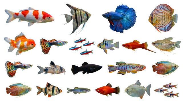 Tropical freshwater aquarium fish species collection isolated on white background