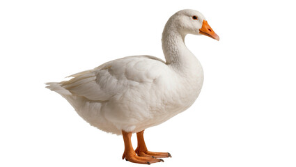Majestic domestic white goose standing gracefully, showcasing beautiful plumage and orange beak © Radovan