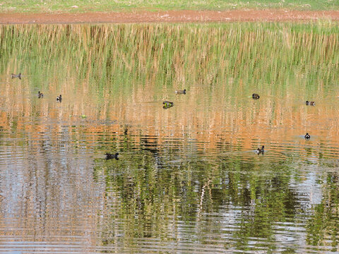 flock of Eurasian coots swimming in a calm wetland habitat