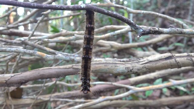 This is like tussock moths Lymantria 8 centimetre giant caterpillar, Erebidae plant pests in the tropical forest of the Malay Peninsula. Dry season