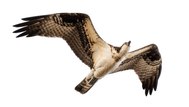 Dynamic view of an osprey in flight, showing its impressive wingspan and grace