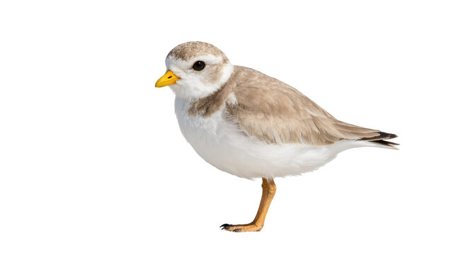 Piping Plover, a delicate North American shorebird, standing gracefully with an alert gaze