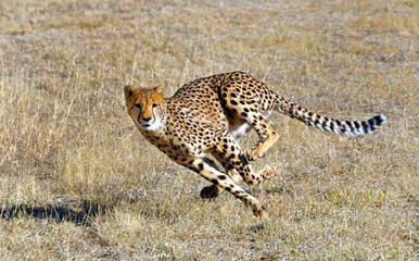 cheetah running (Masai mara park) Africa  © Malik