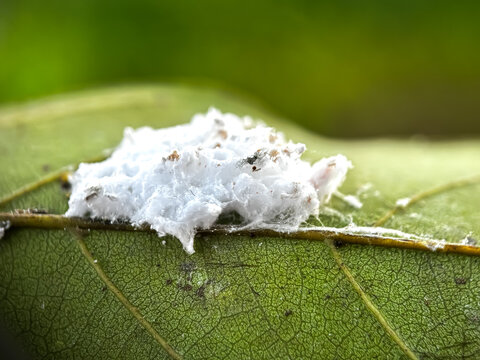 Close up of mealybug (family Pseudococcidae)