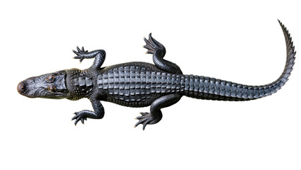 Obraz premium Powerful dark caiman or alligator from above showcasing textured scales and curled tail