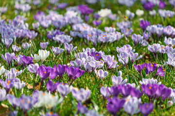 Fototapeta premium Crocus flowers densely blooming in grassy spring meadow field