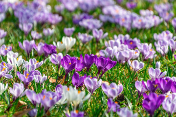 Fototapeta premium Crocus flowers densely blooming in grassy spring meadow field