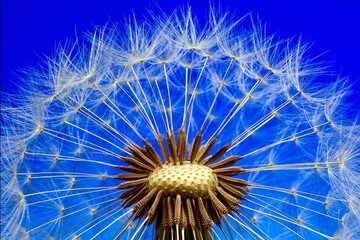 Obraz premium Macro close-up of a dandelion seed head against a bright blue background