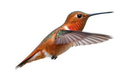 Obraz premium Vibrant Rufous Hummingbird in mid-flight, showcasing its striking orange and green plumage
