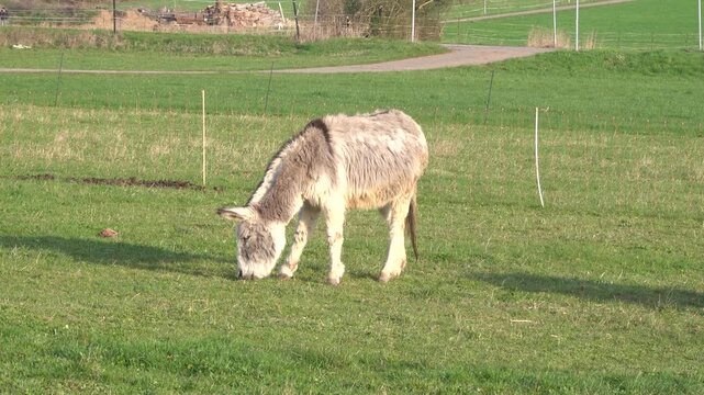 Ein heller Esel (Equus asinus asinus) grast auf der Weide