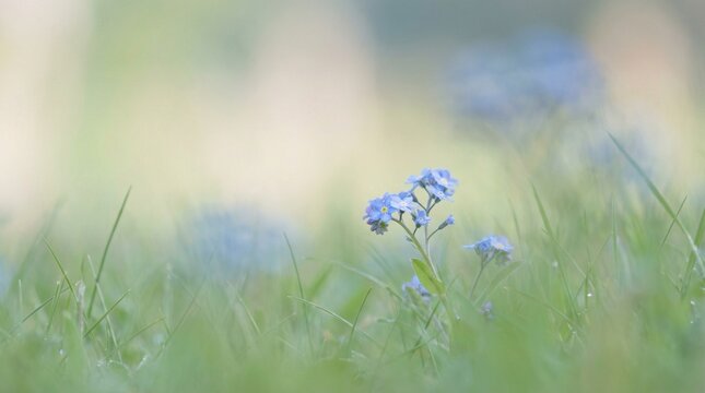 Delicate Blue Forget-Me-Not Flowers in Hazy Spring Field with Negative Space. A professional landscape shot of small blue forget-me-not flowers growing in a lush, misty spring field. 