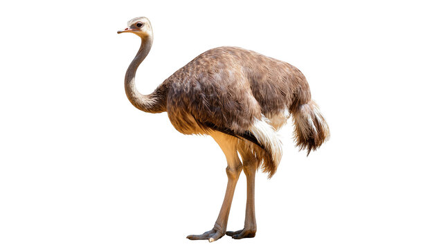 An ostrich standing tall and proud, showcasing its majestic profile against a clean backdrop.