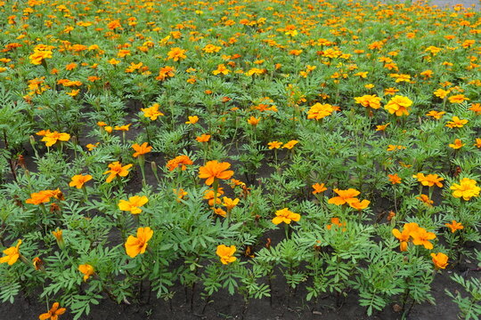 Mass of orange flowers of Tagetes patula in July