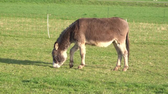 Ein brauner Esel (Equus asinus asinus) grast auf der Weide