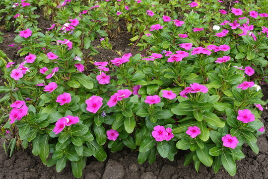 Myriad of vibrant pink flowers of Catharanthus roseus in August