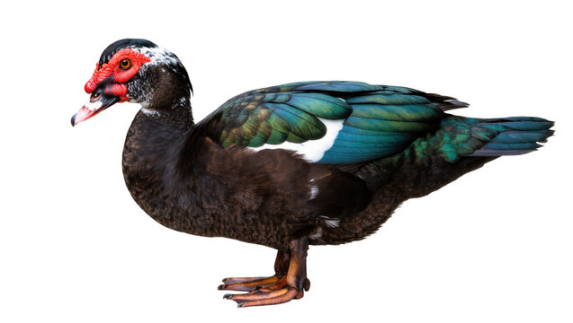 Profile view of a vibrant Muscovy duck with iridescent wings and unique red face