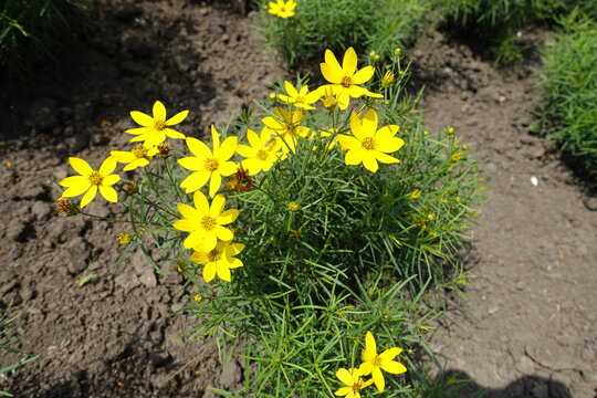 Several yellow flowers of Coreopsis verticillata in mid July