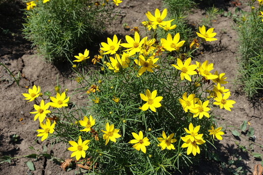 Group of yellow flowers of Coreopsis verticillata in July