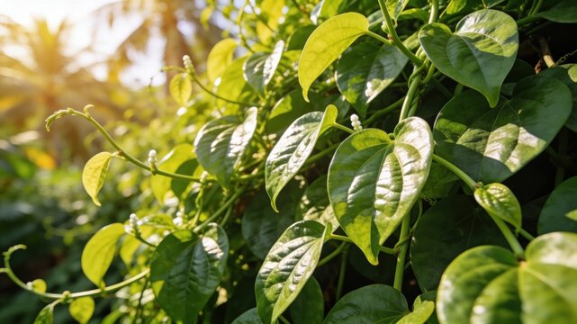 Basella alba plant thriving in tropical heat with lush green leaves and bright sunlight filtering through