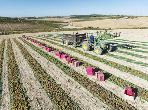 Aerial view of a tractor harvesting grapes under the radiant sun, the rural landscape painted with the contrasting hues of green vineyards and golden fields, Jerez de la Frontera, Andalusia, Spain.